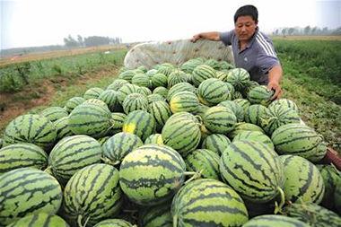 瓜农今日吃瓜网红黑料,今日吃瓜事件引发热议